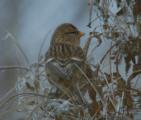 Lesser Redpoll