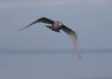 Glaucous Gull