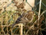 Lesser Redpoll