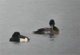 Greater Scaup