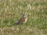 Fieldfare