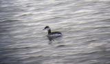 Slavonian Grebe