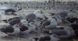 Yellow-legged Gull