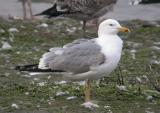 Yellow-legged Gull