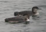 Great Northern Diver