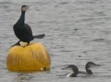 Great Northern Diver