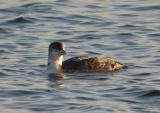 Great Northern Diver