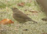 Blackcap