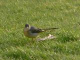 Grey Wagtail