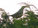 Mistle Thrush