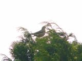 Mistle Thrush