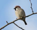Tree Sparrow