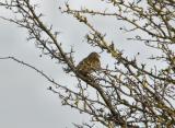 Corn Bunting