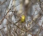 Yellowhammer