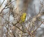 Yellowhammer