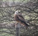 Red Kite