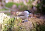 Marsh Tit
