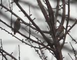 Waxwing