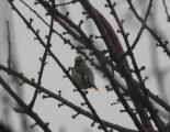 Waxwing