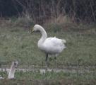 Whooper Swan