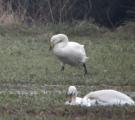 Whooper Swan