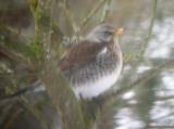 Fieldfare