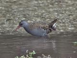 Water Rail