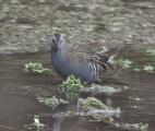 Water Rail