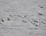Mediterranean Gull