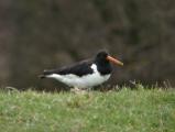 Oystercatcher