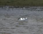 Pied Avocet