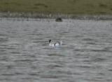 Pied Avocet