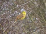 Yellowhammer