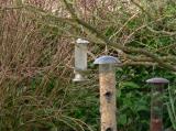 Siskin