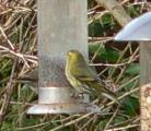 Siskin