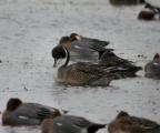 Pintail
