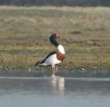Shelduck