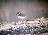 Little Plover
