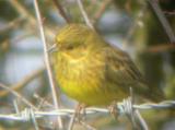 Yellowhammer