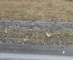 Little Plover