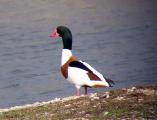 Shelduck