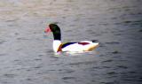 Shelduck