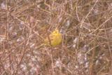 Yellowhammer