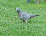 Stock Dove