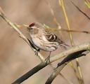 Lesser Redpoll