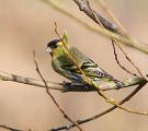Siskin