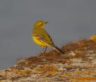 Yellow Wagtail