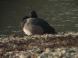 Greater Scaup