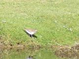 Sandpiper