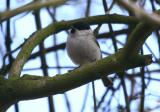 Marsh Tit